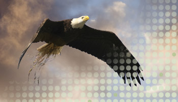 Eagle.jpg